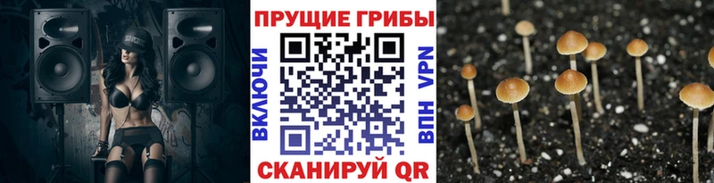 Галлюциногенные грибы Psilocybe  Купить  Прохладный 
